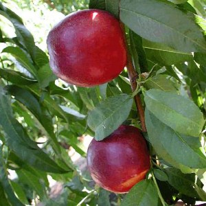 Honey Kist Nectarine